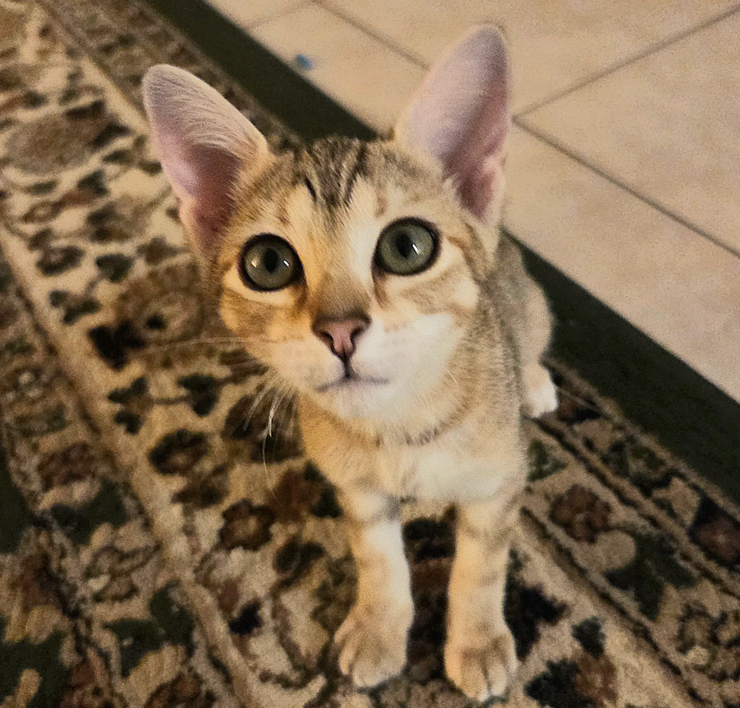 Photo of Canelle the cat ready to be transformed into custom AI canvas artwork